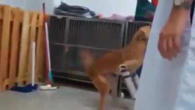 Good boys reaction to getting prosthetic legs