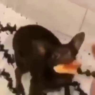 Chihuahua vs. toast