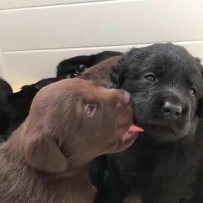 Puppy kissing (possibly trying to eat) another puppy 💕