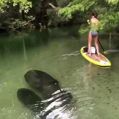 🔥 Encountering a manatee and her calf while paddle boarding 🔥