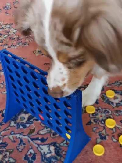 Dog's reaction to playing connect 4