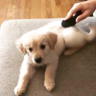 Lil Pupper getting brushed