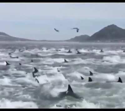 🔥Dolphins protecting birthing whale from sharks