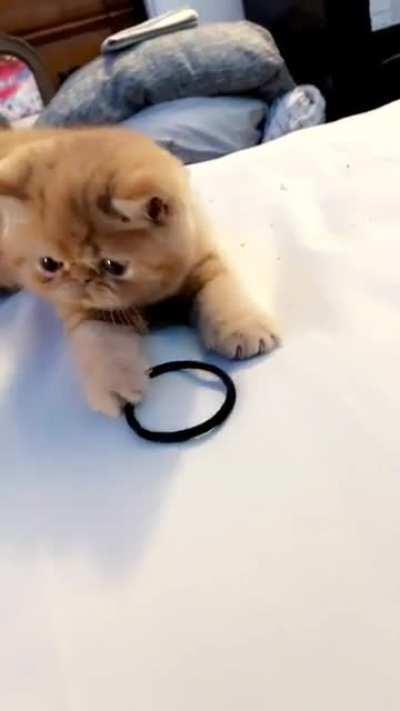 So excited playing with a hair tie he didn’t notice the edge.