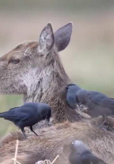 At the end of Winter, the Stag shed their thick coats. Jackdaws and other birds capitalize on this excess fur for nest building, making the shedding process much easier on the deer. A brief mutualistic partnership between both species.