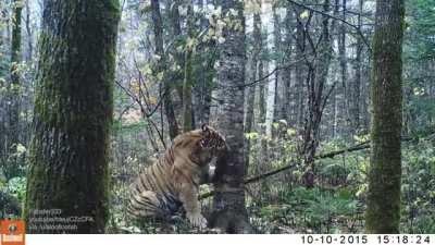 Wild Siberian tiger in Russian Far East