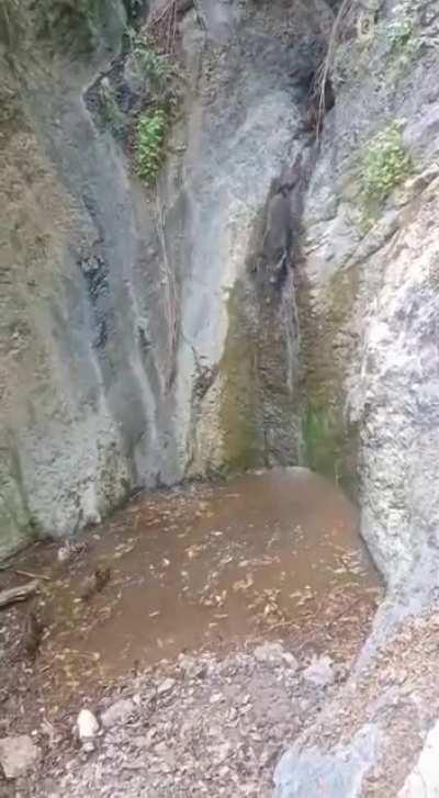 Boars on a waterfall