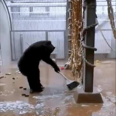 Chimpanzee cleaning his enclosure after zookeeper forgot there his cleaning brush.