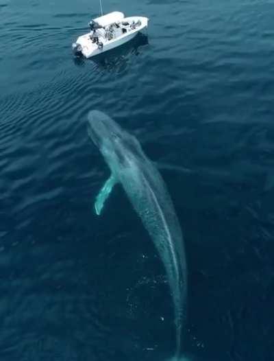 A whale swimming past a boat