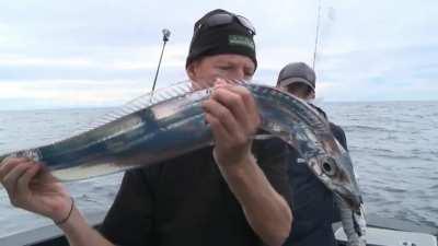 The Northern Pacific frostfish, found at depths of 100–1,000 metres. Its length is up to 112 centimetres