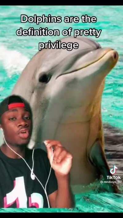 Dolphin Dobrik 💀💀💀