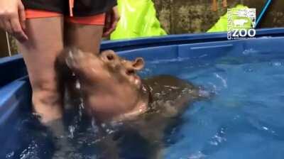 Fiona the baby hippo having a great time.