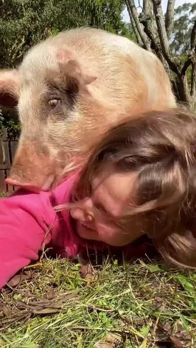 Crushed by a pig's love