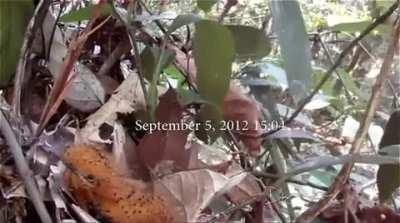 When this baby bird senses a predator, it mimics a poisonous caterpillar with incredible accuracy. Bird is Laniocera hypopirra