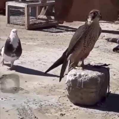 Pigeon tries to court falcon