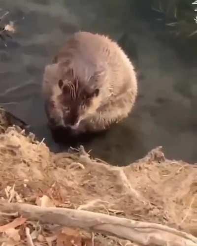 🔥 Beavers are large, semiaquatic rodents in the genus Castor native to the temperate Northern Hemisphere. Beavers are the second-largest living rodents after the capybaras.