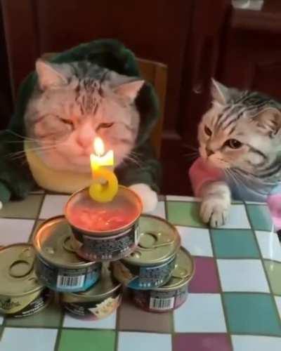 Birthday cat is not amused