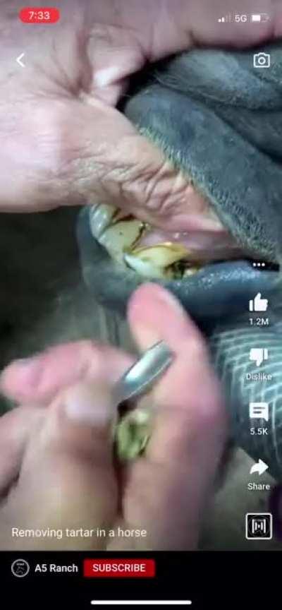 Removing tartar from a horse