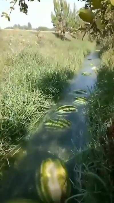 A stream used to easily transport watermelons