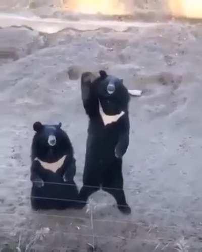 THis bears are waving at you hooman