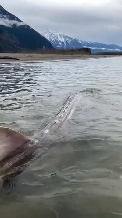 🔥 Giant sturgeon