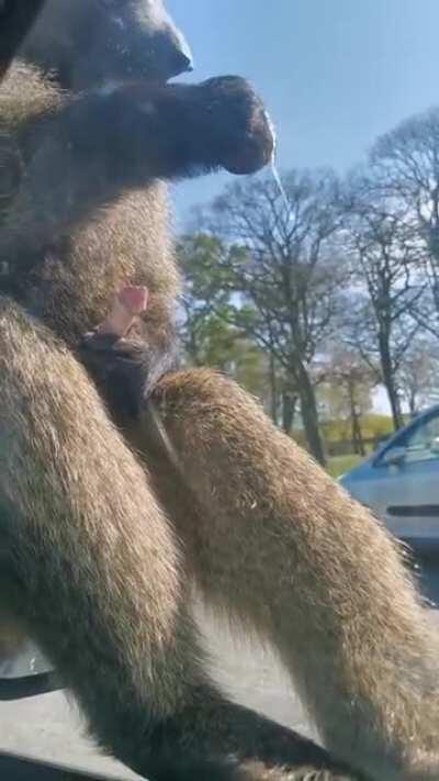 Baboon why you eating your own cum (nsfw)