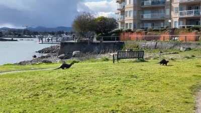 Otters in West Bay Walkway