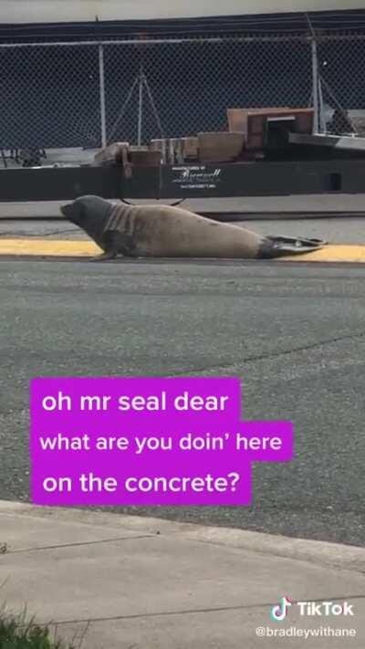 No seals were harmed