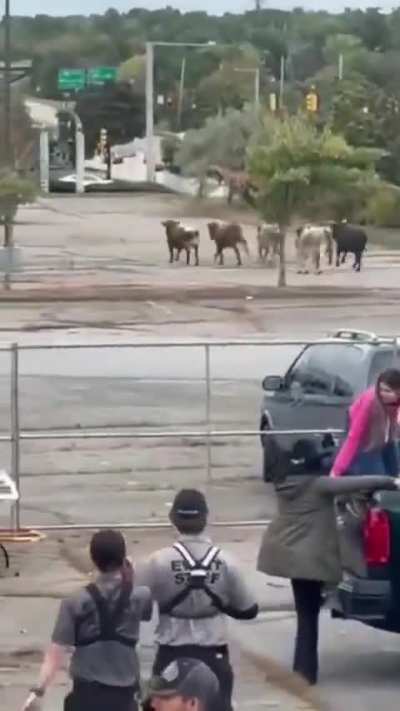 8 bulls escaped the rodeo at the Emerald Square Mall in Massachusetts today