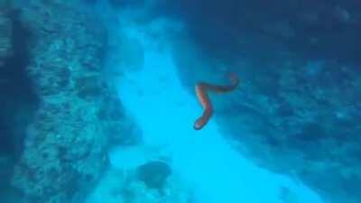 What to do if approached by a highly venomous sea snake