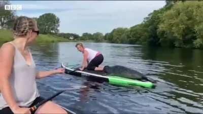 Paddle boarder has an unexpected guest