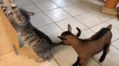 Baby goats and the most chill cat ever