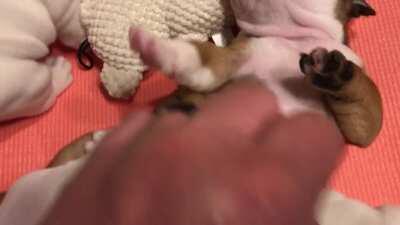 Viscous bulldog attacks owner with razor sharp fangs.