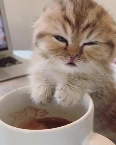 caffeine catto