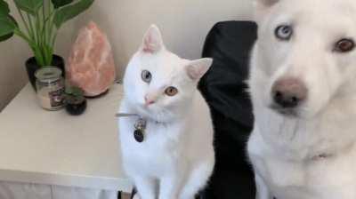 Cat & dog have same colored eyes