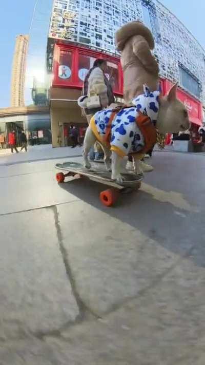 Skateboarding French Bulldog