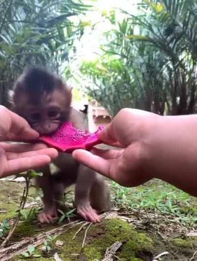 a cute monke eating a dragon fruit :3