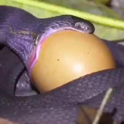 The snake swallows the egg