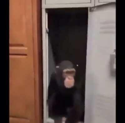 LOCKER CHIMP