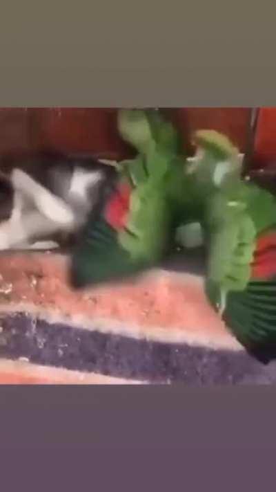 Cat slapped birb like no problem you lil shit