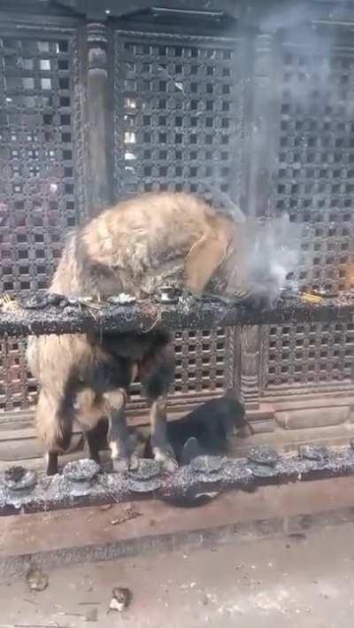 Goat inhaling and exhaling smoke in Nepal