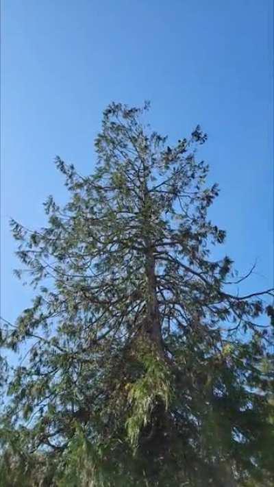 Barking Crows?