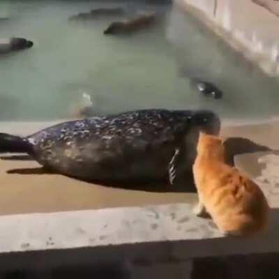 I knew cats were bosses, but who knew seals were such drama queens?