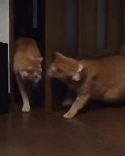 BRUTAL FIGHT: cOmPeTiTivE cAt CoRnEr CaUgHt AnD kIlLedLD.