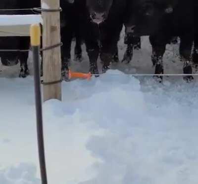 This cow learning how to get around an electric fence