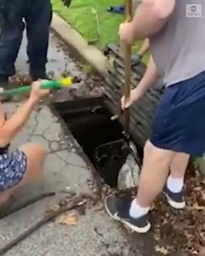 Swan saved from a sewer