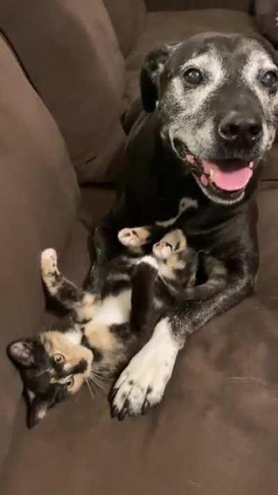 This old boy thinks we adopted the new kitten for him.