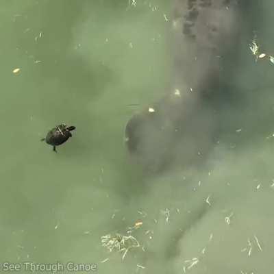 A turtle avoiding a manatee