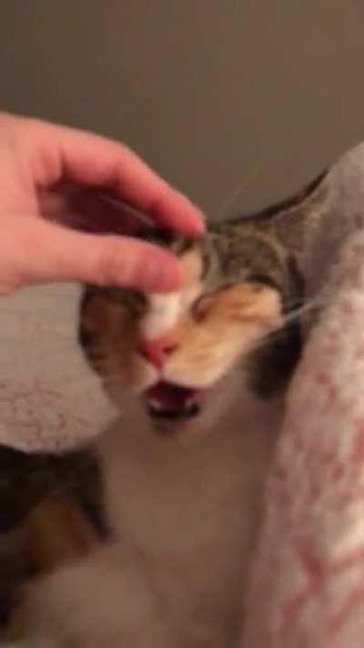 Was told to post my cat here enjoying her head scratches