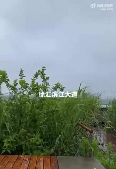 沪国丛林探险